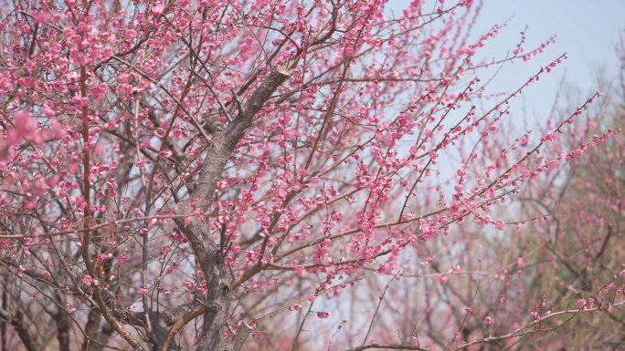 梅园梅花花开寒梅春分