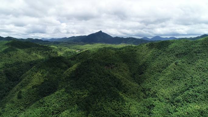 竹林