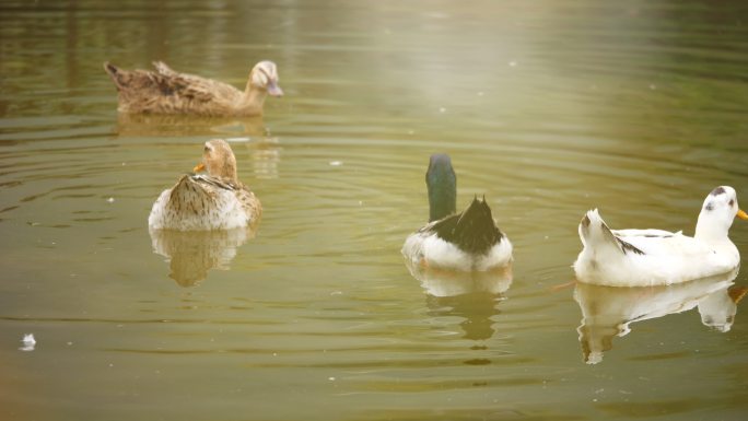 池塘鸭子