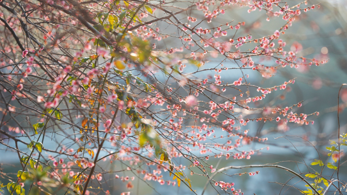 春天的花，梅花盛开