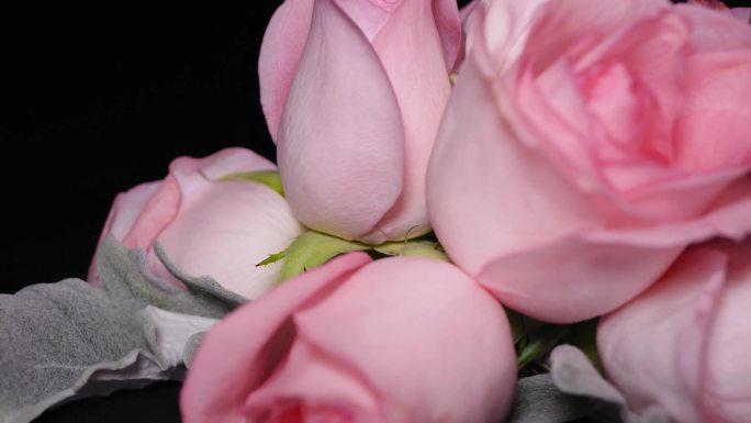 【镜头合集】粉色玫瑰花鲜切花鲜花花卉花2