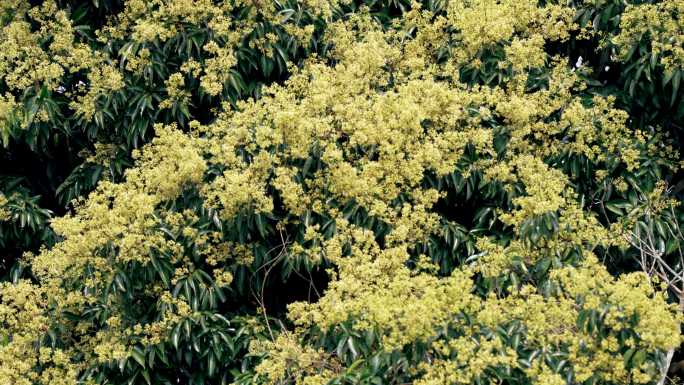 野生荔枝树花开满枝