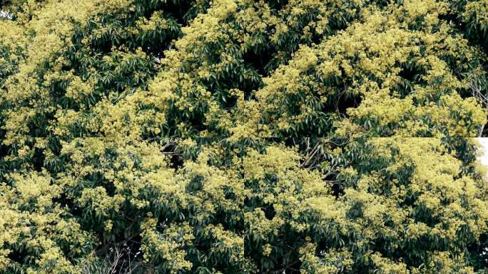 野生荔枝树花开满枝