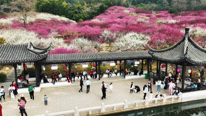 4K 航拍 香山梅岭 张家港 赏花 梅花