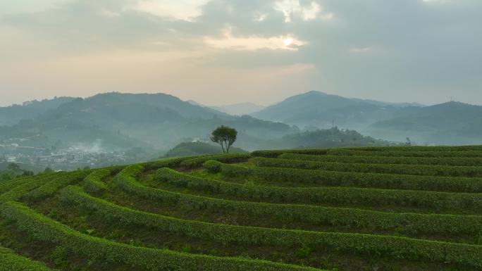 航拍茶山