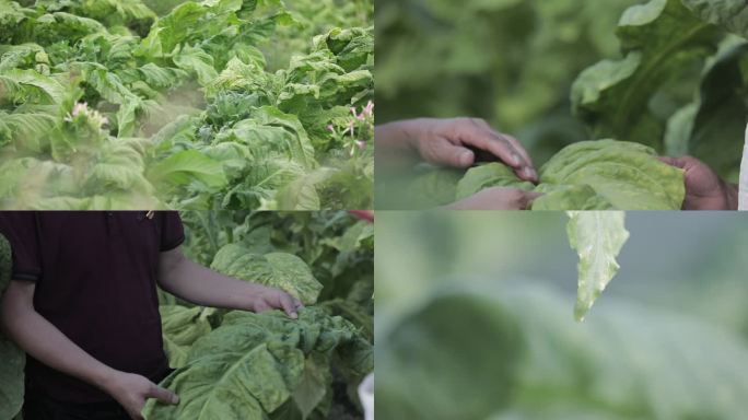 烤烟 种植烤烟 航拍烤烟基地 烤烟产业