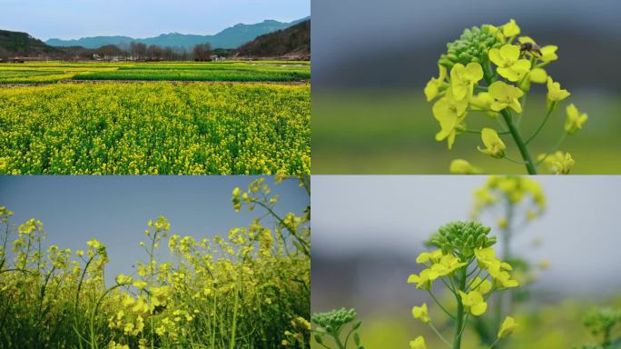 油菜花田4K高清