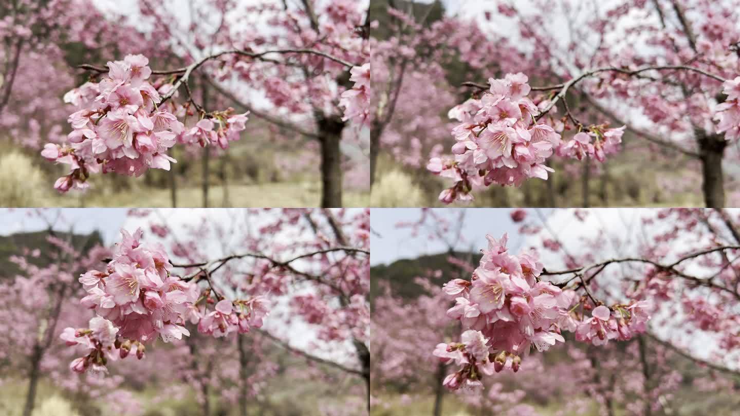 鸟鸣 樱花 春天 盛开 粉樱