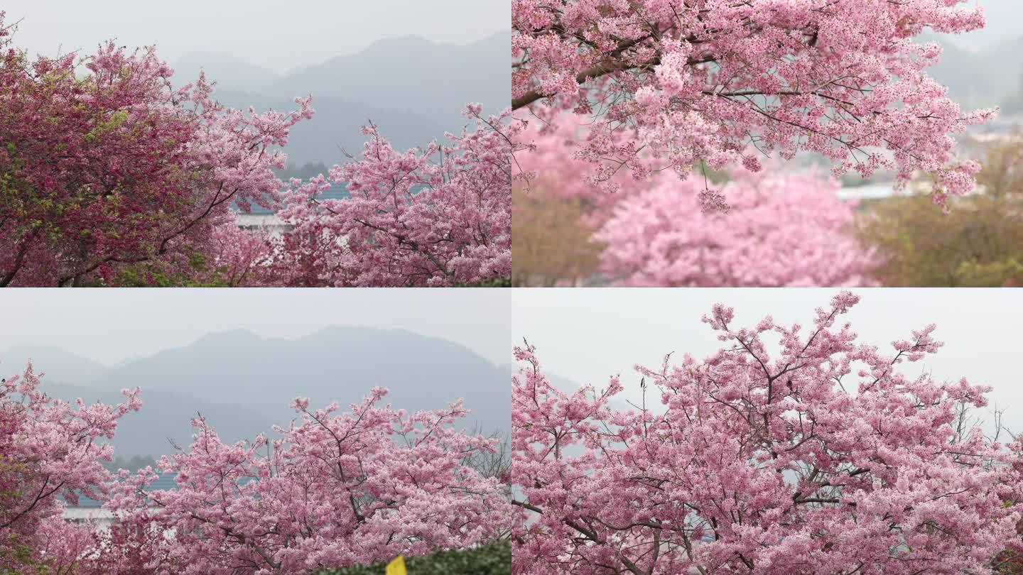 4K超高清春天花开 粉红色樱花 唯美风景