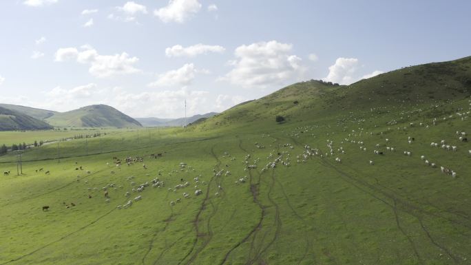 草原羊群-远离