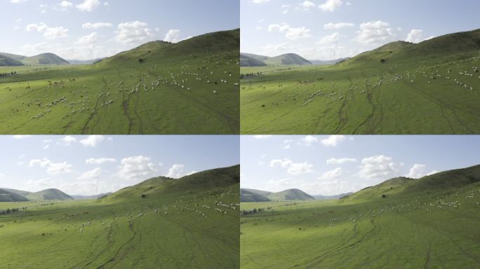 草原羊群-远离