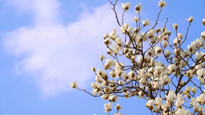 春天樱花，梅花，玉兰花，白玉兰，桃花合集