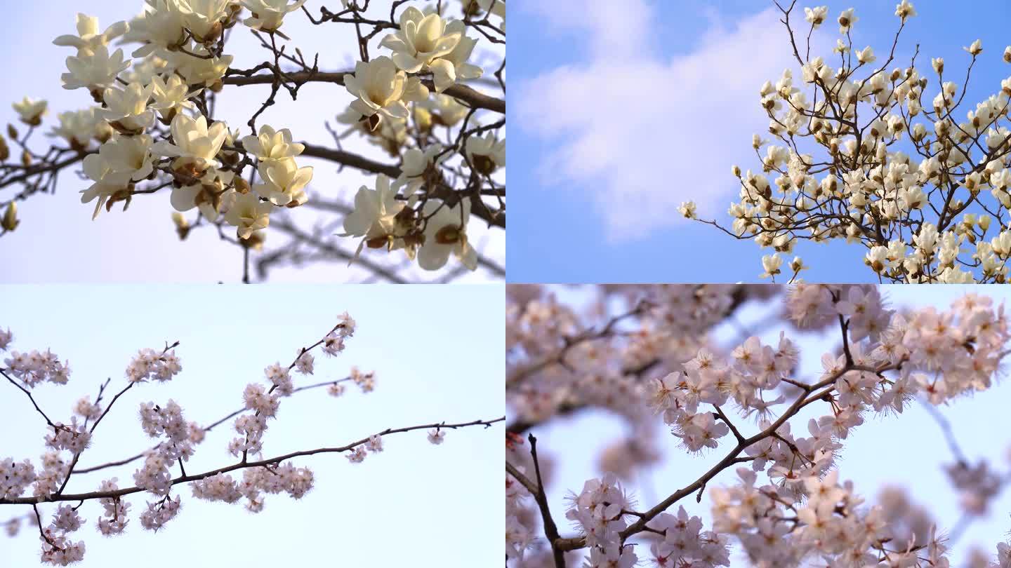 春天樱花，梅花，玉兰花，白玉兰，桃花合集