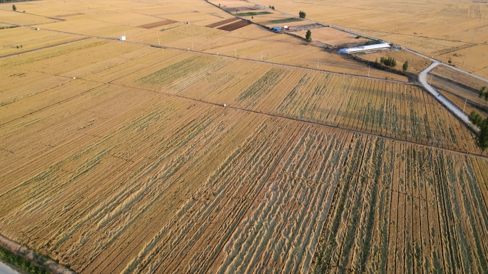 航拍金色田野小麦成熟丨4K丨原创实拍