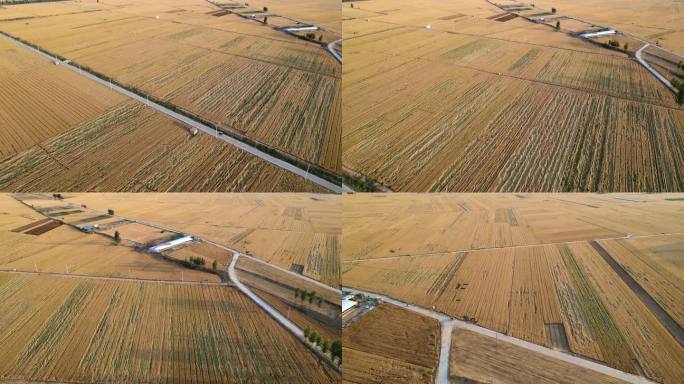 航拍金色田野小麦成熟丨4K丨原创实拍