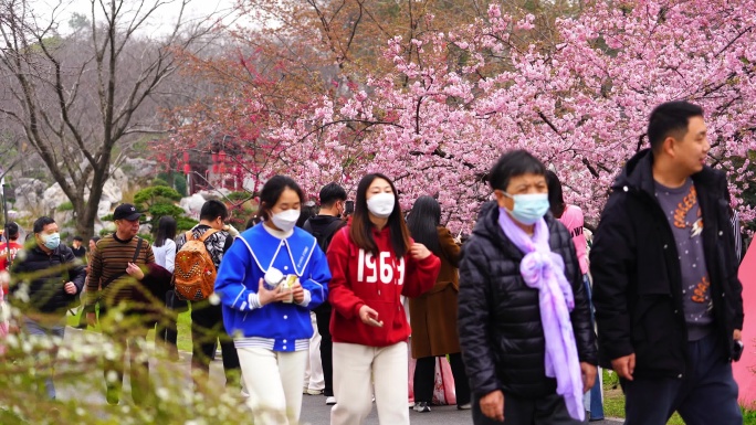武汉东湖樱花园里的游客