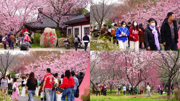 武汉东湖樱花园里的游客