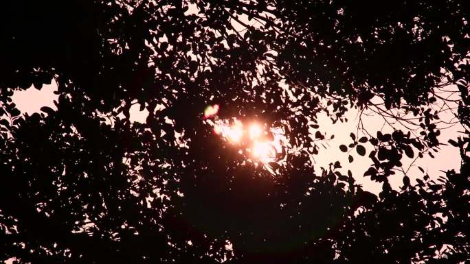 阳光透过树木