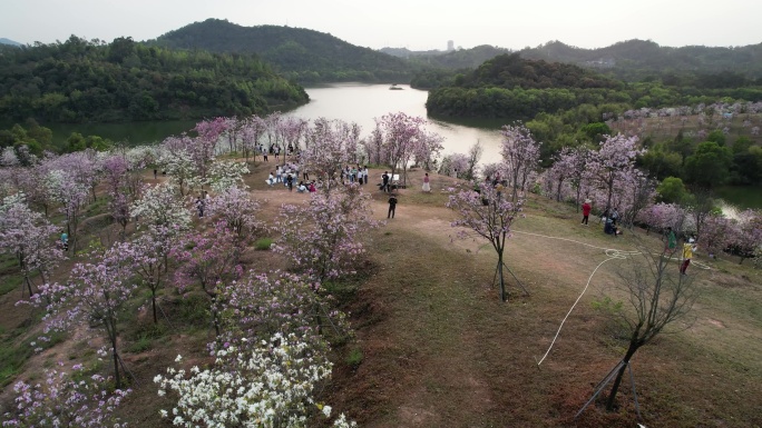 平湖生态园紫荆花