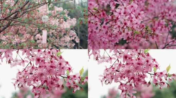 春季绽放的樱花