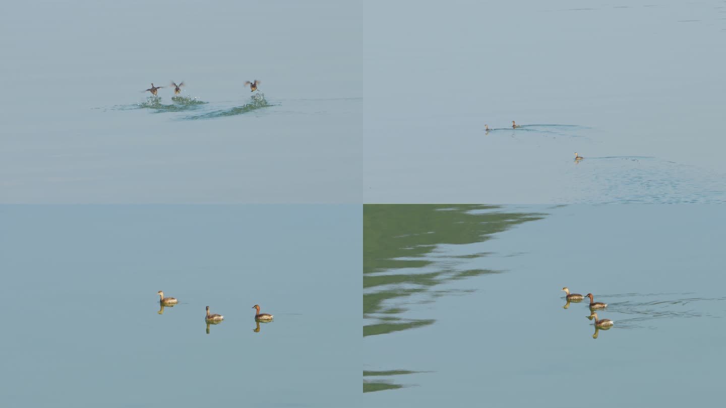 湖泊水面飞行的水鸟