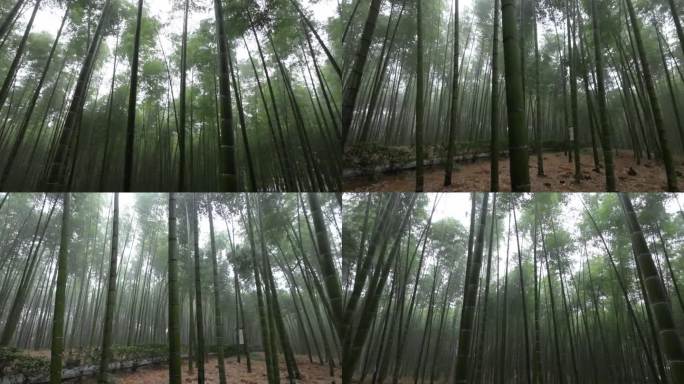 江南景色竹林深处迷雾森林朦胧眩晕迷失竹子
