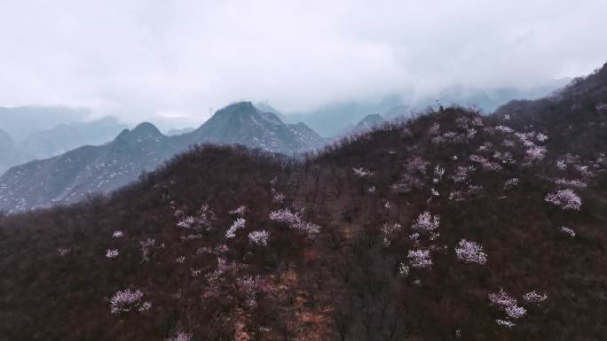 春天山坡开满花树航拍