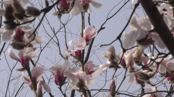 春暖花开春天来了玉兰花开春风春天的信息