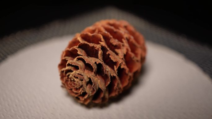 【镜头合集】蜂巢果松塔种子植物干燥标本2