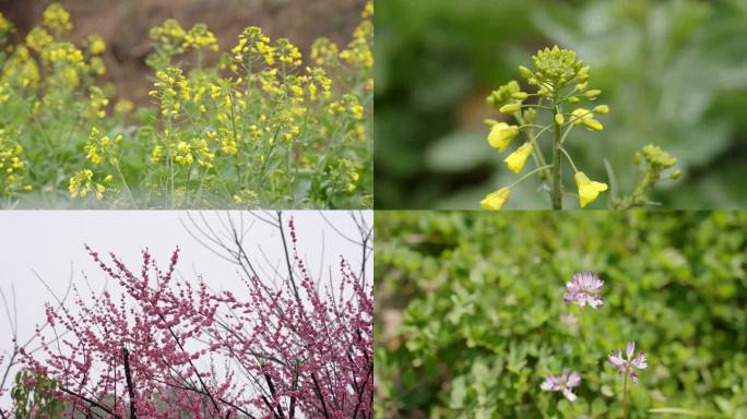 春天的油菜花桃花各种野花