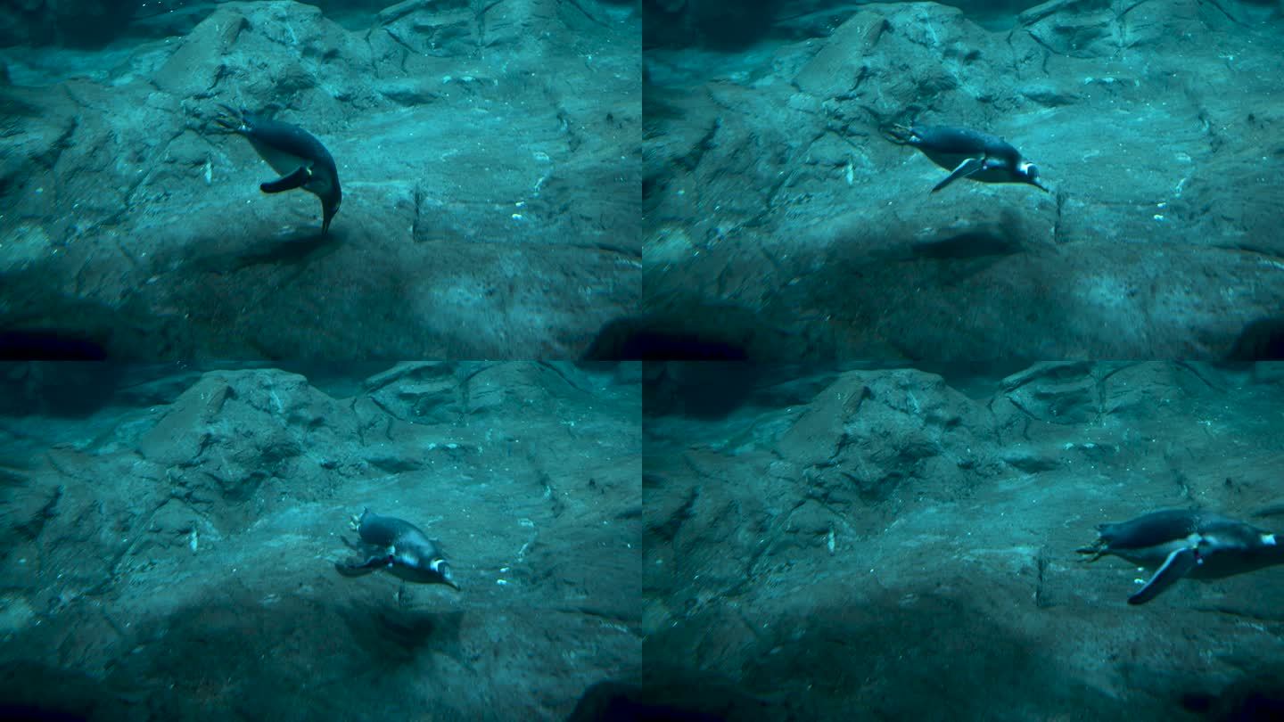 企鹅在海底觅食寻找食物