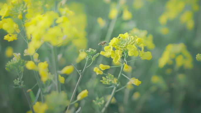 油菜花唯美意境春暖花开蜜蜂采蜜