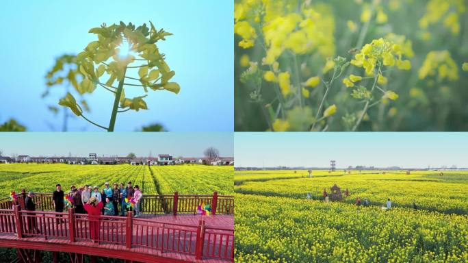 油菜花唯美意境春暖花开蜜蜂采蜜