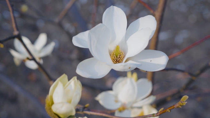 玉兰花 玉兰 春天