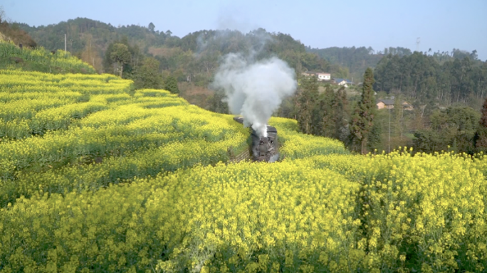 乐山犍为油菜花小火车素材4K