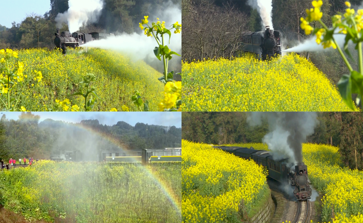 乐山犍为油菜花小火车素材4K