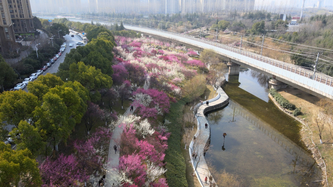 合肥匡河梅花