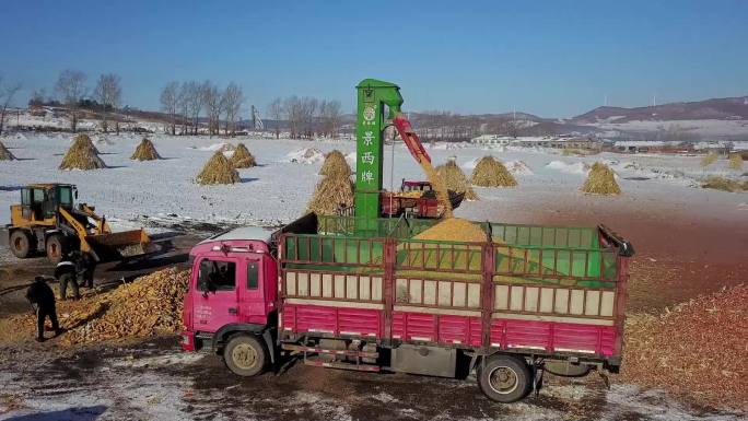 农村玉米脱粒装车