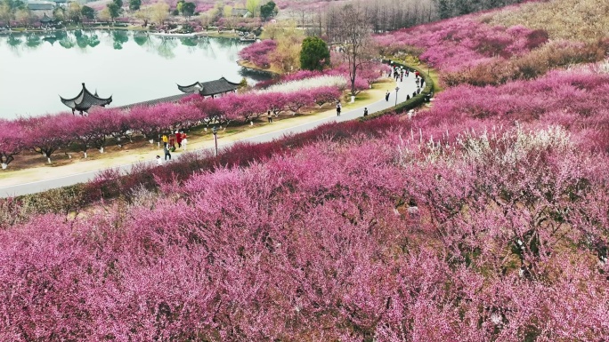 4K航拍香山梅岭张家港 赏花 梅花 赏梅