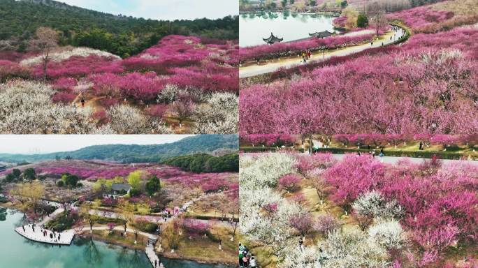 4K航拍香山梅岭张家港 赏花 梅花 赏梅