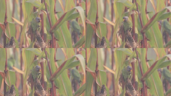 偷食玉米的野生花头鹦鹉