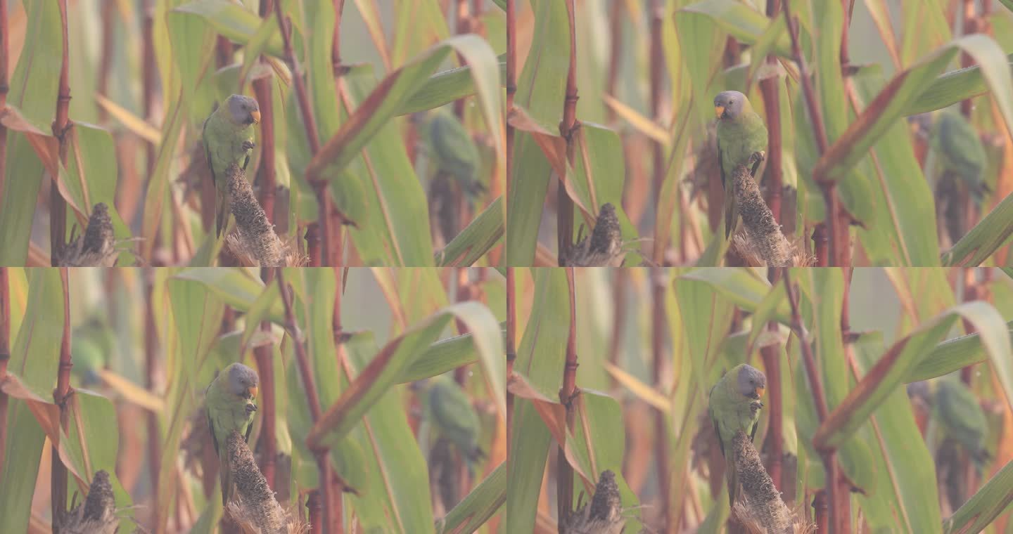 偷食玉米的野生花头鹦鹉