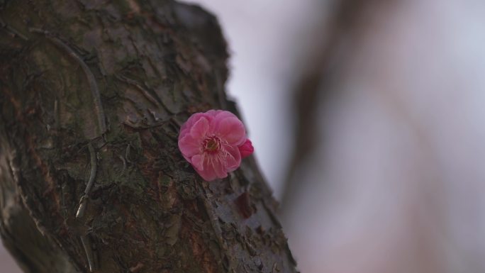 梅花花开腊梅寒梅樱花