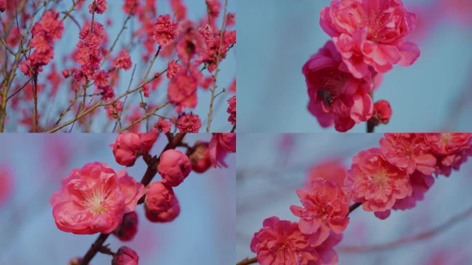 春天 红桃花盛开 蜜蜂