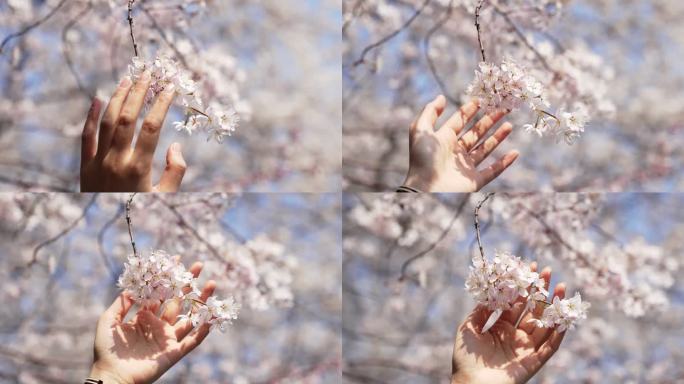 女人用手抚摸着樱花的花朵