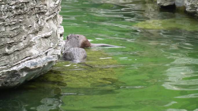 【镜头合集】动物园里的水獭吃鱼捕猎1