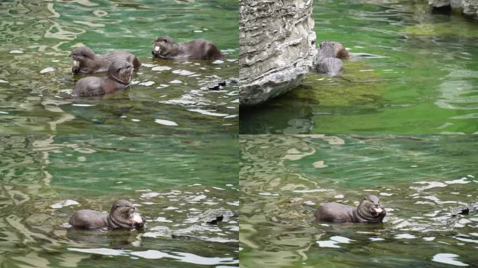 【镜头合集】动物园里的水獭吃鱼捕猎1
