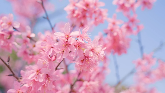 樱花春天花海