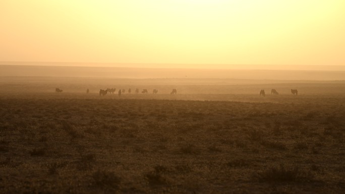 自然景色防沙治沙 环境治理抗旱 骆驼视频