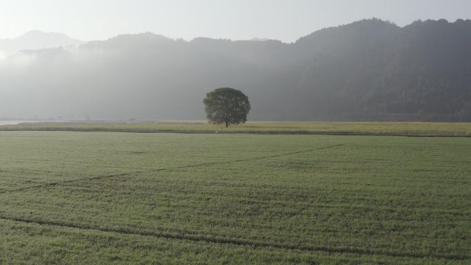 油菜花地的大榕树